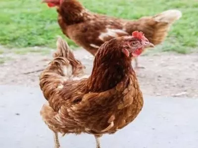 can chickens eat grapes with seeds?