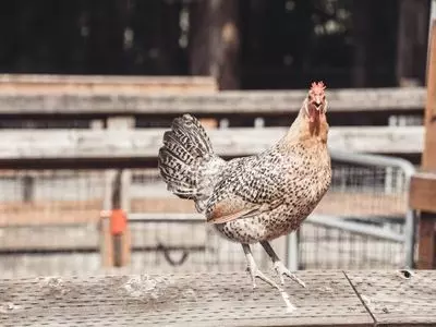 can chickens eat potatoes