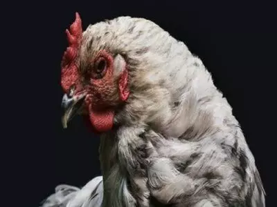 Can chickens eat tomatoes