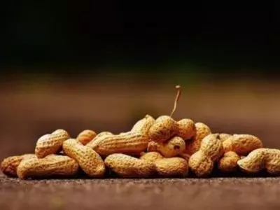 Group of peanuts in shell