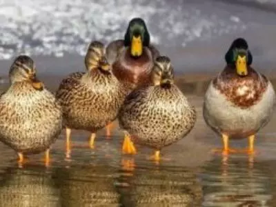 ducks standing together