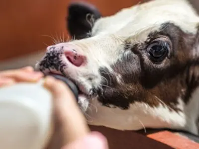 baby cow being bottle fed