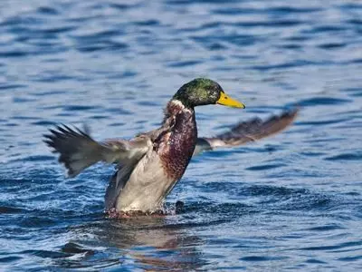 duck in water flapping wings