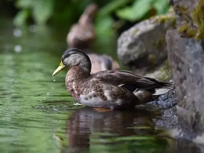 duck swimming next to rock