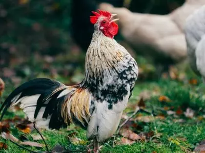 Chickens should eat a varied diet to promote good health and egg production.