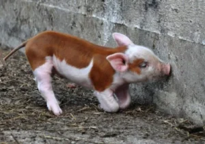 hereford piglet