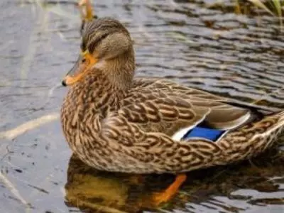 duck in water