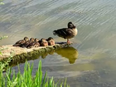 How long can ducks go without water?