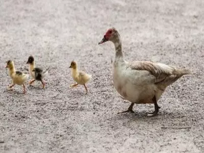 how many eggs do ducks lay