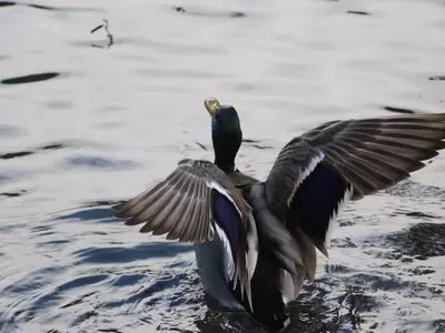 Duck in the water flapping wings