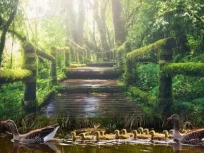 How to keep a duck pond clean