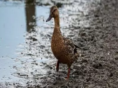 How to pick up a pet duck correctly