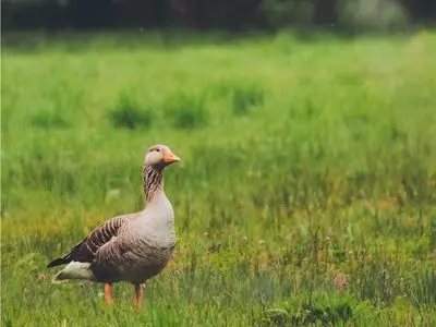 goose in the grass