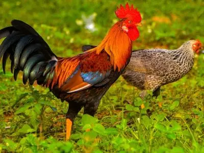 rooster and chicken 