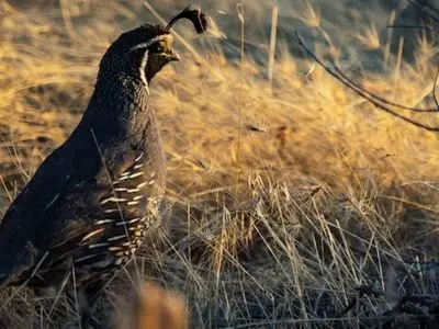 Quail standing in a field