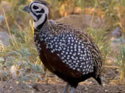 Montezuma Quail hanging out