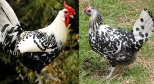 Silver Spangled Hamburg