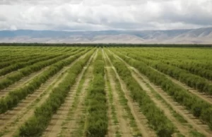 Largest farm in the US: Stewart & Lynda Resnick