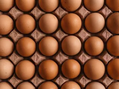 Best incubator for turkey eggs