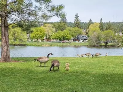 baby goose with adult goose by a pond