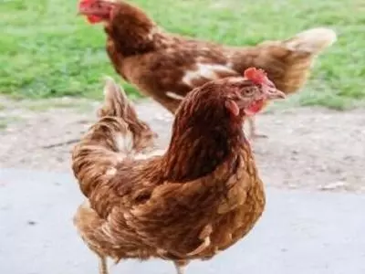 chickens running