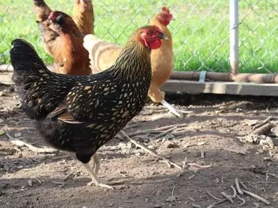 chickens running around