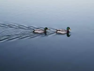 ducks swimming in water