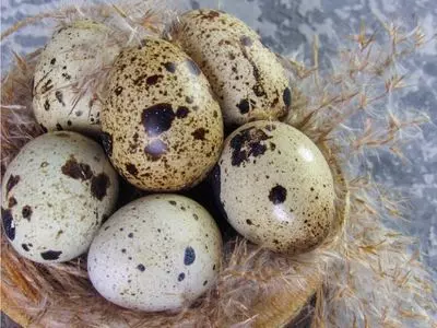 quail eggs in nest
