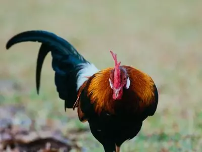 can chickens eat mushrooms