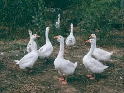 A groupd of white geese outside