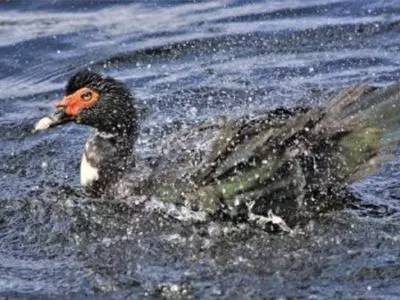 Why do ducks wag their tails?