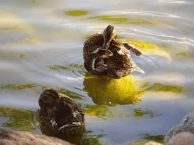 Two ducks in a pond