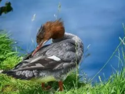 duck by pond scratching itself