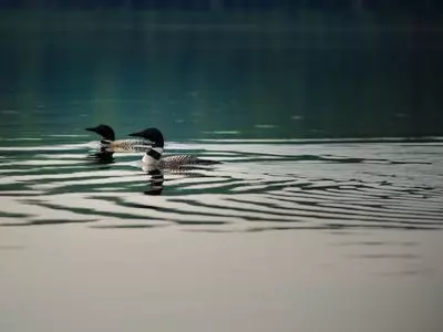 Two ducks swimming in a body of water